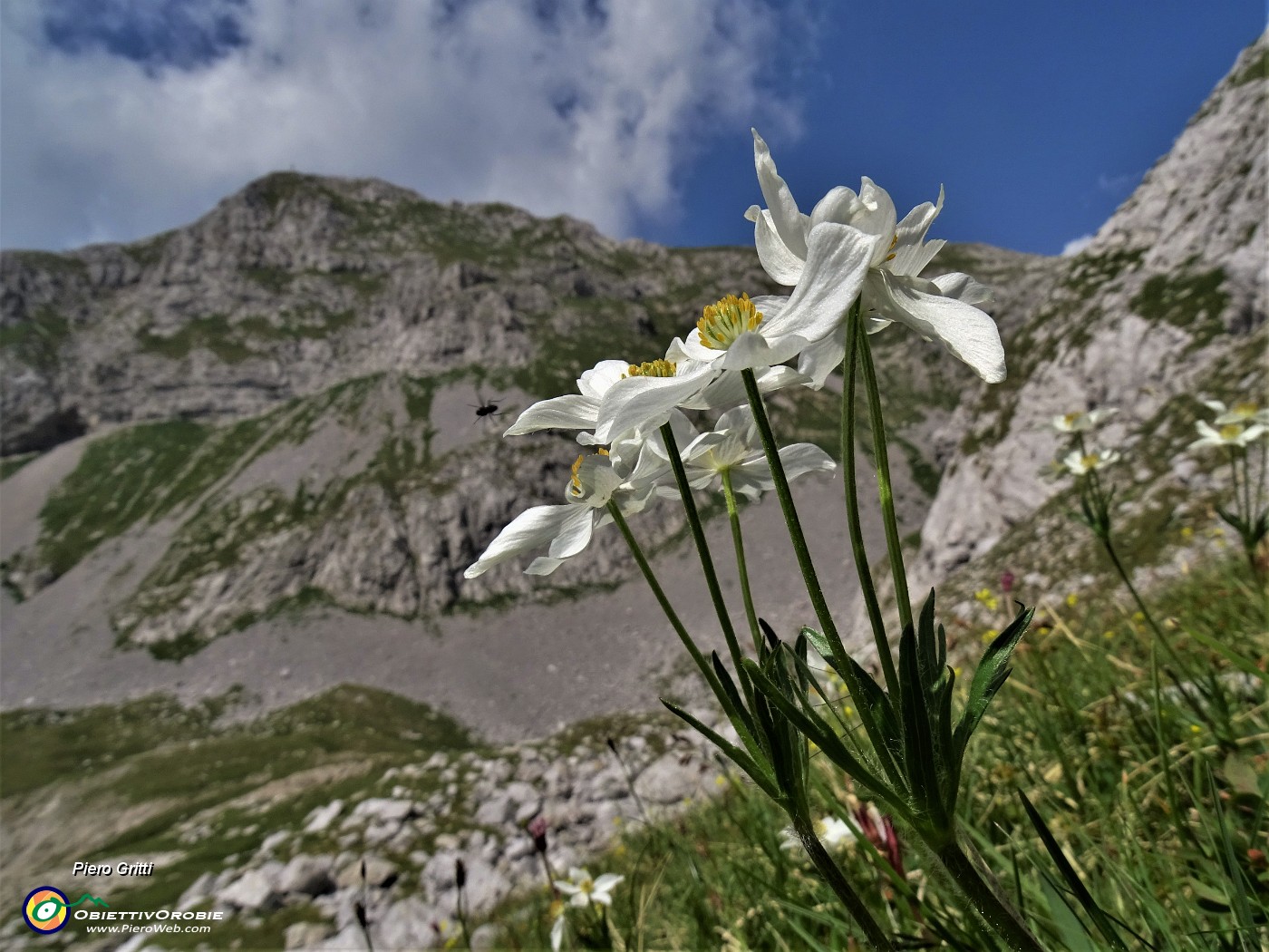 47 Anemone narcissiflora (Anemone narcissino) con vista in Corna Piana.JPG